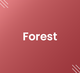 Vignette Forest